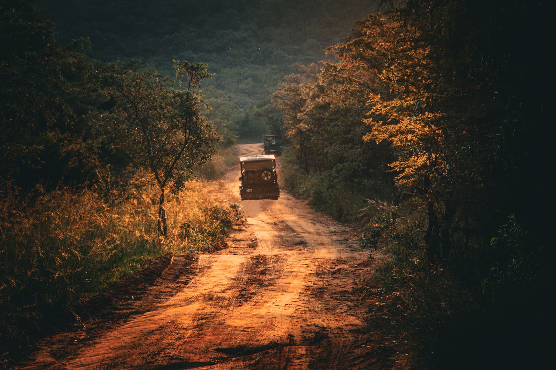 Safari vehicles driving along a dusty bush road at golden hour
